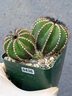 Uebelmannia Pectinifera Cluster #436 — Rare Seed‑Grown Cactus