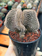 Setiechinopsis Mirabilis f. Cristata | Rare Crested Cactus #730 | 5″ Pot Collector’s Succulent Live Plant