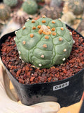Astrophytum Kikko Turtle Form Cactus | Rare Seed Grown Succulent #491