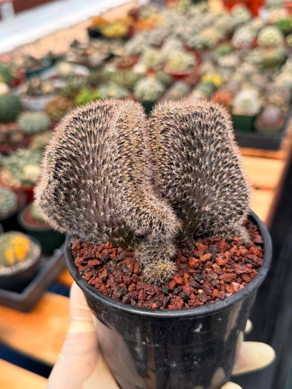 Setiechinopsis Mirabilis f. Cristata | Rare Crested Cactus #730 | 5″ Pot Collector’s Succulent Live Plant
