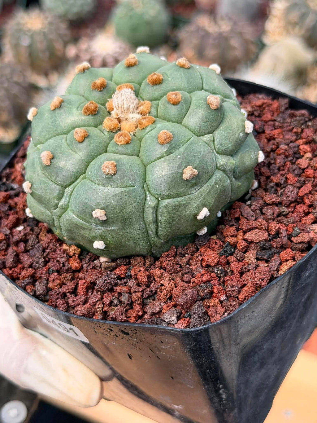 Astrophytum Kikko Turtle Form Cactus | Rare Seed Grown Succulent #491