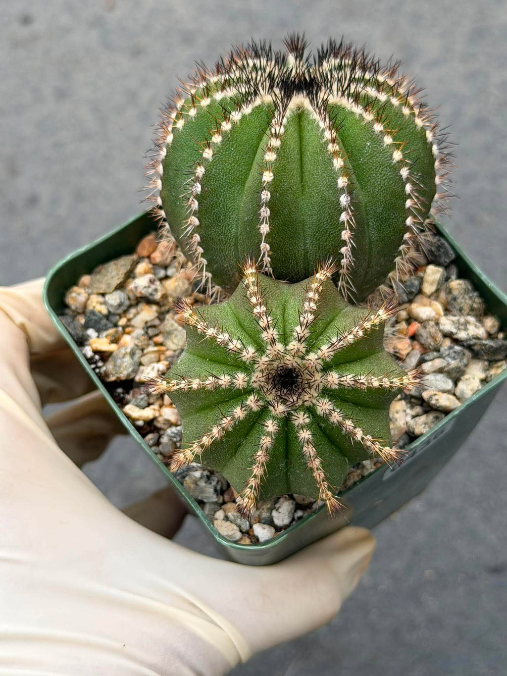 Uebelmannia Pectinifera Cluster #436 — Rare Seed‑Grown Cactus