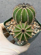 Uebelmannia Pectinifera Cluster #436 — Rare Seed‑Grown Cactus