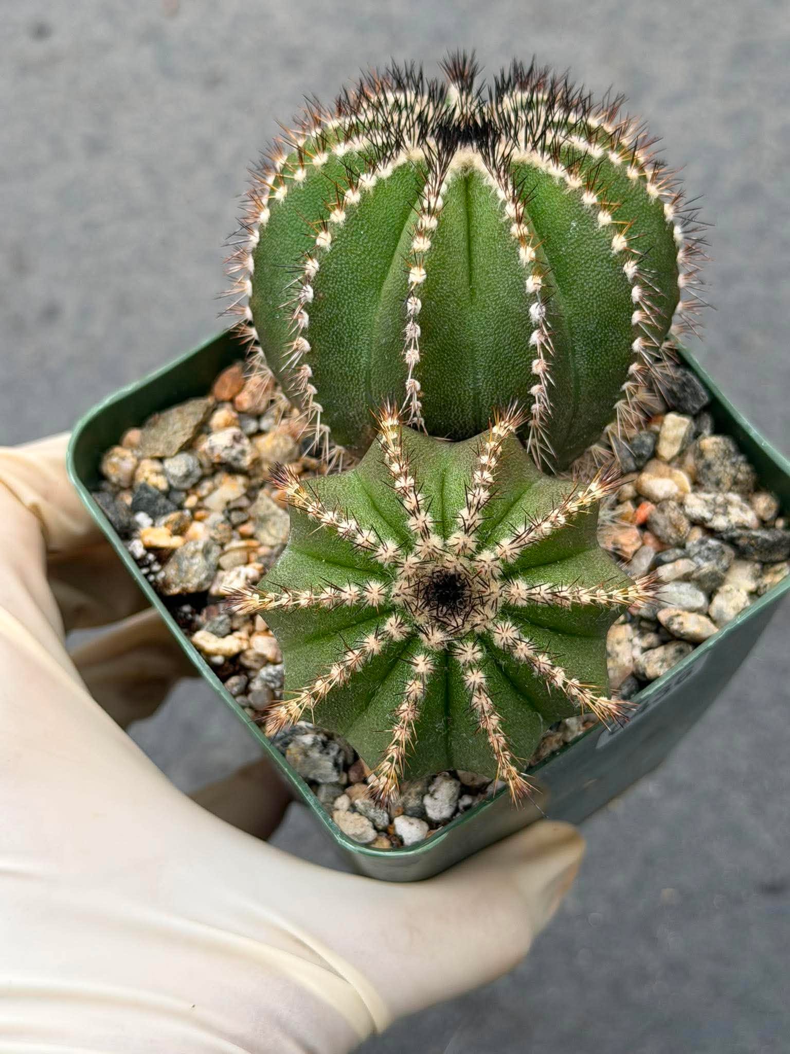 Uebelmannia Pectinifera Cluster #436 — Rare Seed‑Grown Cactus