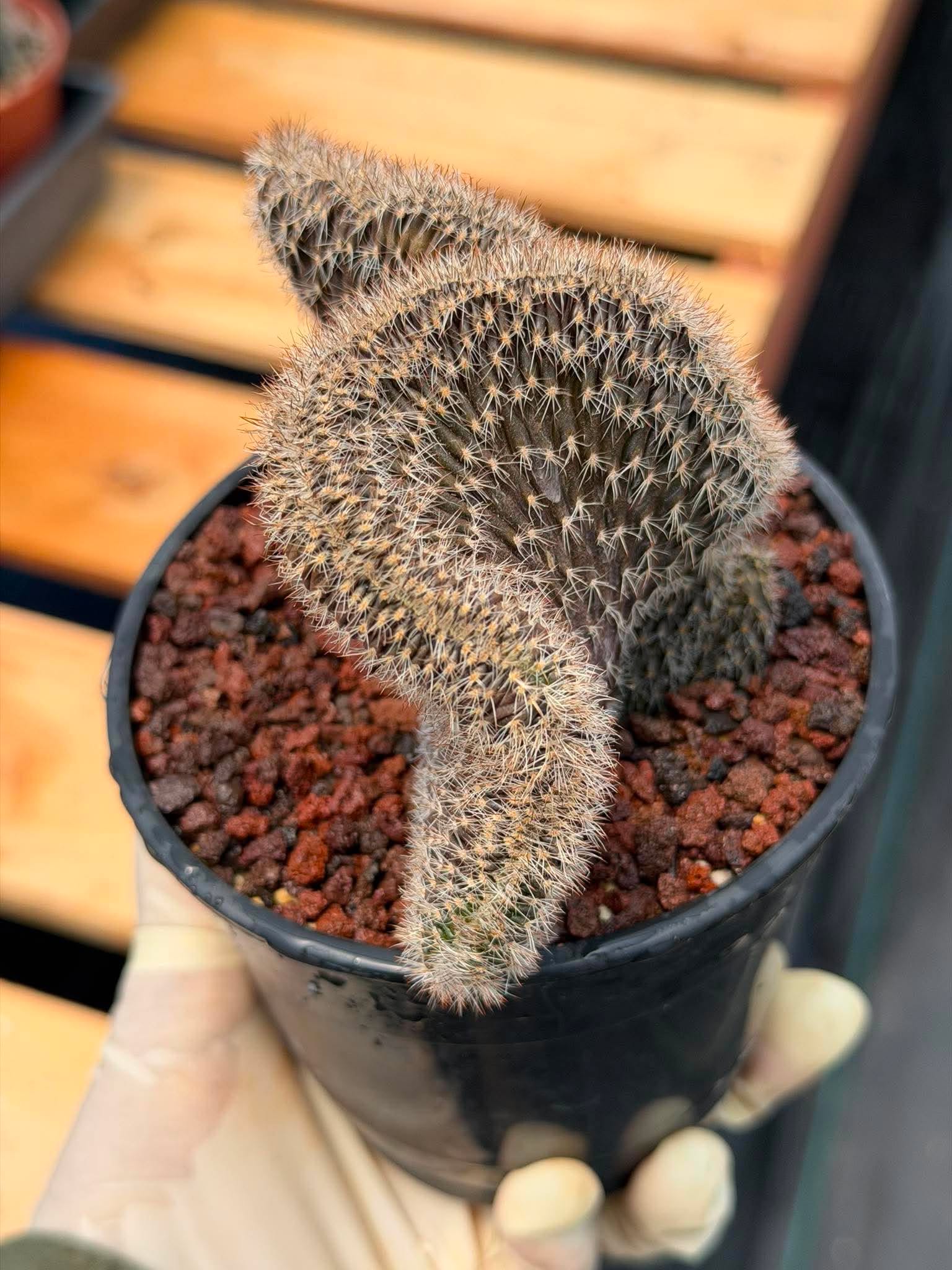 Setiechinopsis Mirabilis f. Cristata | Rare Crested Cactus #730 | 5″ Pot Collector’s Succulent Live Plant