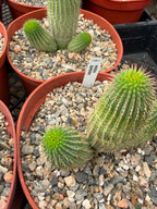 Hoodia Gordonii Cactus with Pups – Rare 6" Live Succulent | Collector's Specimen