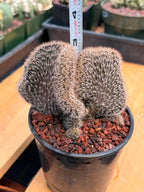 Setiechinopsis Mirabilis f. Cristata | Rare Crested Cactus #730 | 5″ Pot Collector’s Succulent Live Plant