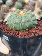 Astrophytum Kikko Turtle Form Cactus | Rare Seed Grown Succulent #491