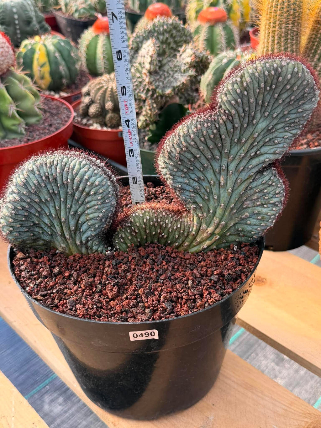 Crested Cipocereus Bradei #490 | Rare Blue Cactus | 9in Pot 6in Height Collector Succulent