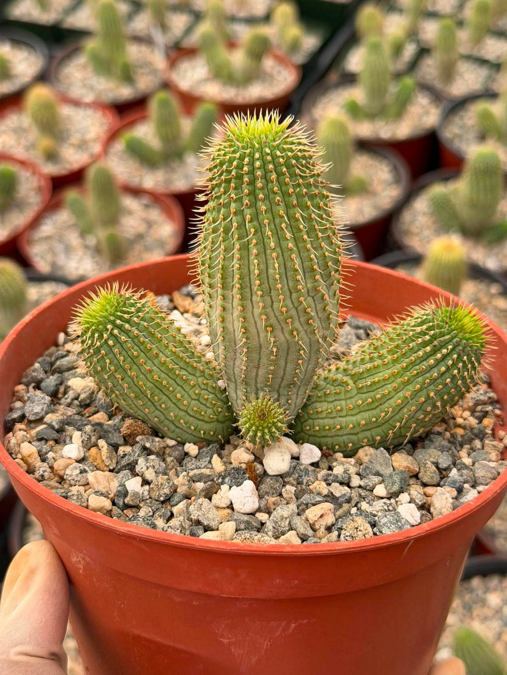 Hoodia Gordonii Cactus with Pups – Rare 6" Live Succulent | Collector's Specimen