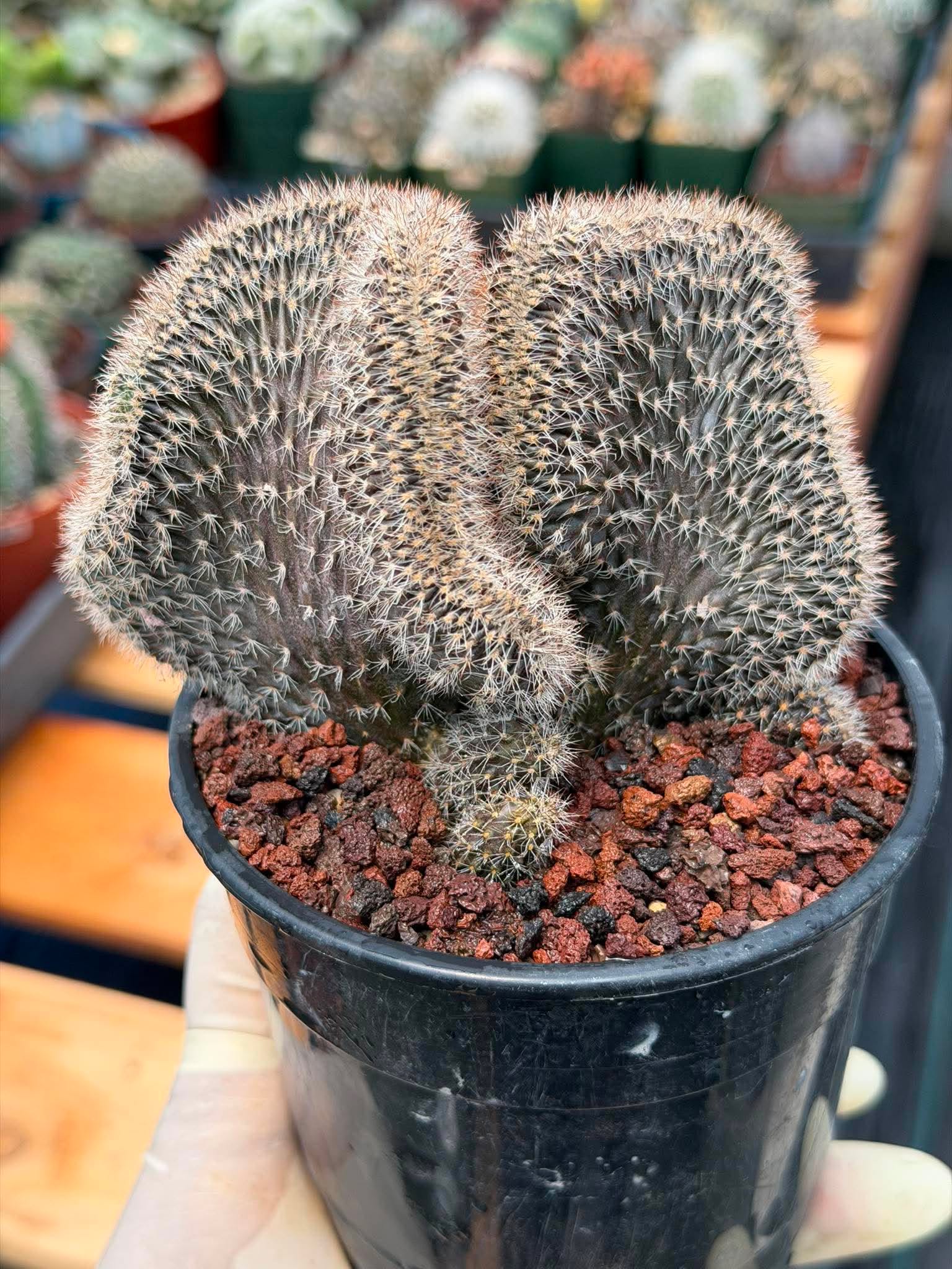Setiechinopsis Mirabilis f. Cristata | Rare Crested Cactus #730 | 5″ Pot Collector’s Succulent Live Plant