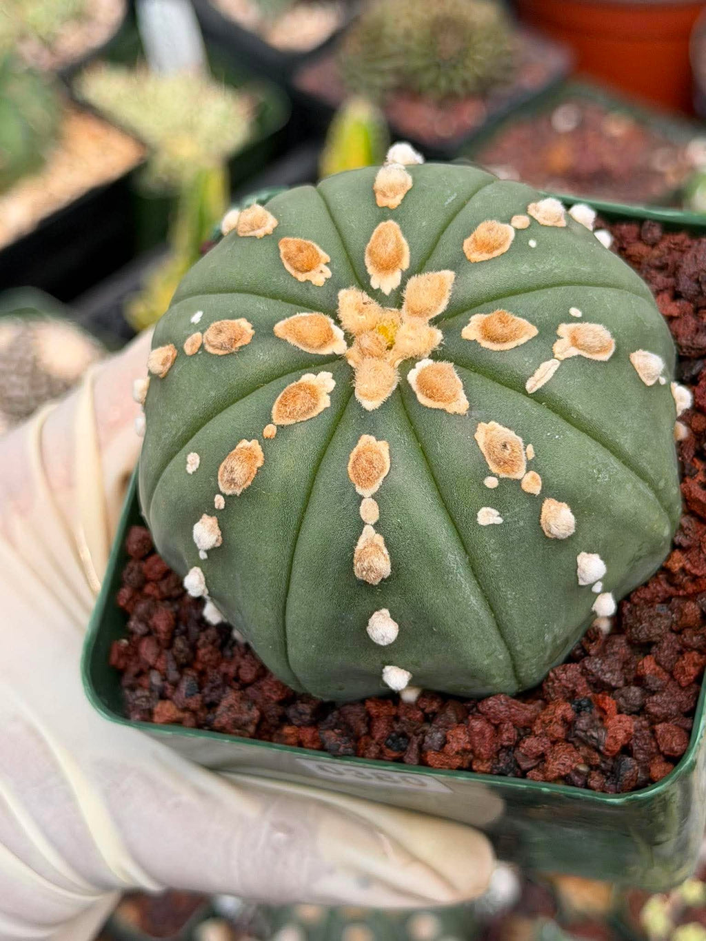 Astrophytum Asterias Line Form Cactus | Rare Seed Grown 3.25” Collector Plant in 3.5” Pot (#380)