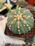 Astrophytum Asterias Line Form Cactus | Rare Seed Grown 3.25” Collector Plant in 3.5” Pot (#380)