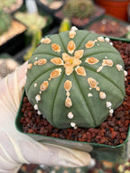 Astrophytum Asterias Line Form Cactus | Rare Seed Grown 3.25” Collector Plant in 3.5” Pot (#380)