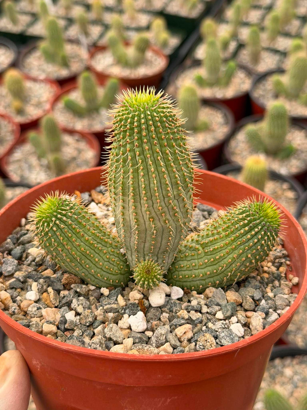 Hoodia Gordonii Cactus with Pups – Rare 6" Live Succulent | Collector's Specimen