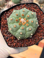 Astrophytum Kikko Turtle Form Cactus | Rare Seed Grown Succulent #491