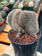 Setiechinopsis Mirabilis f. Cristata | Rare Crested Cactus #730 | 5″ Pot Collector’s Succulent Live Plant