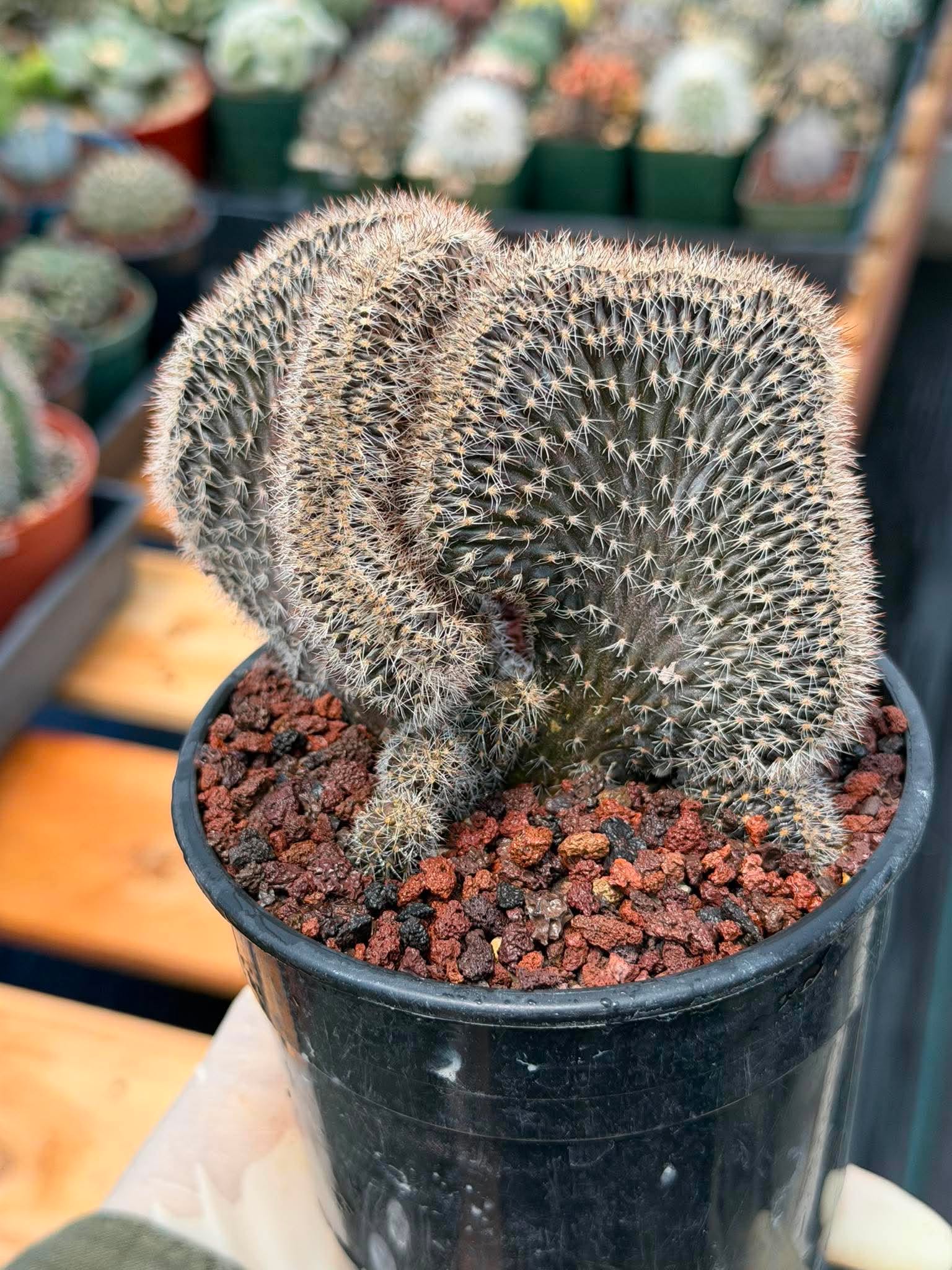 Setiechinopsis Mirabilis f. Cristata | Rare Crested Cactus #730 | 5″ Pot Collector’s Succulent Live Plant