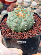 Astrophytum Kikko Turtle Form Cactus | Rare Seed Grown Succulent #491