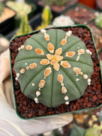 Astrophytum Asterias Line Form Cactus | Rare Seed Grown 3.25” Collector Plant in 3.5” Pot (#380)