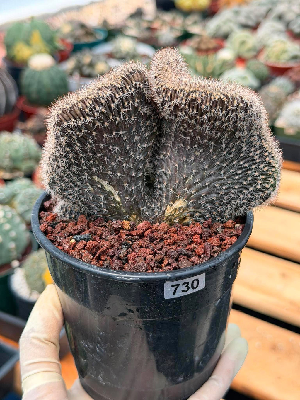 Setiechinopsis Mirabilis f. Cristata | Rare Crested Cactus #730 | 5″ Pot Collector’s Succulent Live Plant