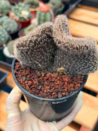 Setiechinopsis Mirabilis f. Cristata | Rare Crested Cactus #730 | 5″ Pot Collector’s Succulent Live Plant