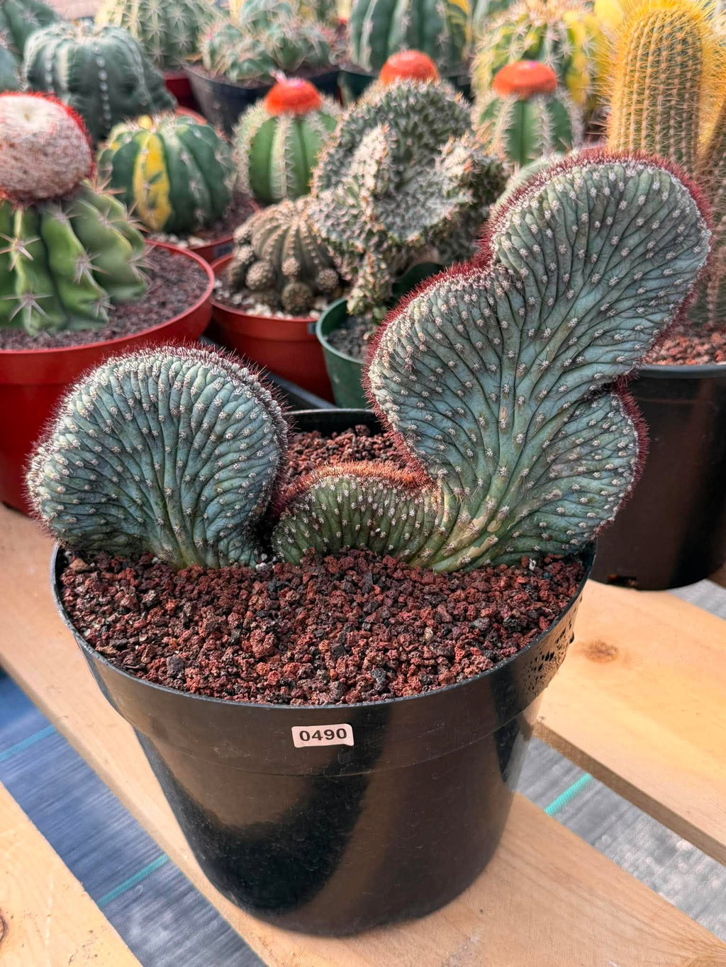Crested Cipocereus Bradei #490 | Rare Blue Cactus | 9in Pot 6in Height Collector Succulent
