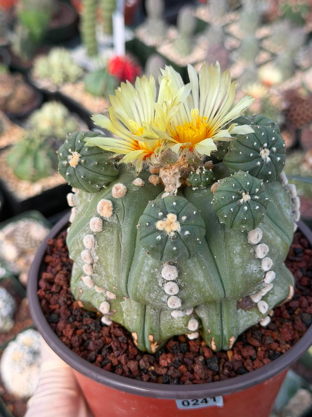Astrophytum Rensii Cactus with Pups | Rare Seed Grown 6” Collector Plant in 6” Pot (#241)