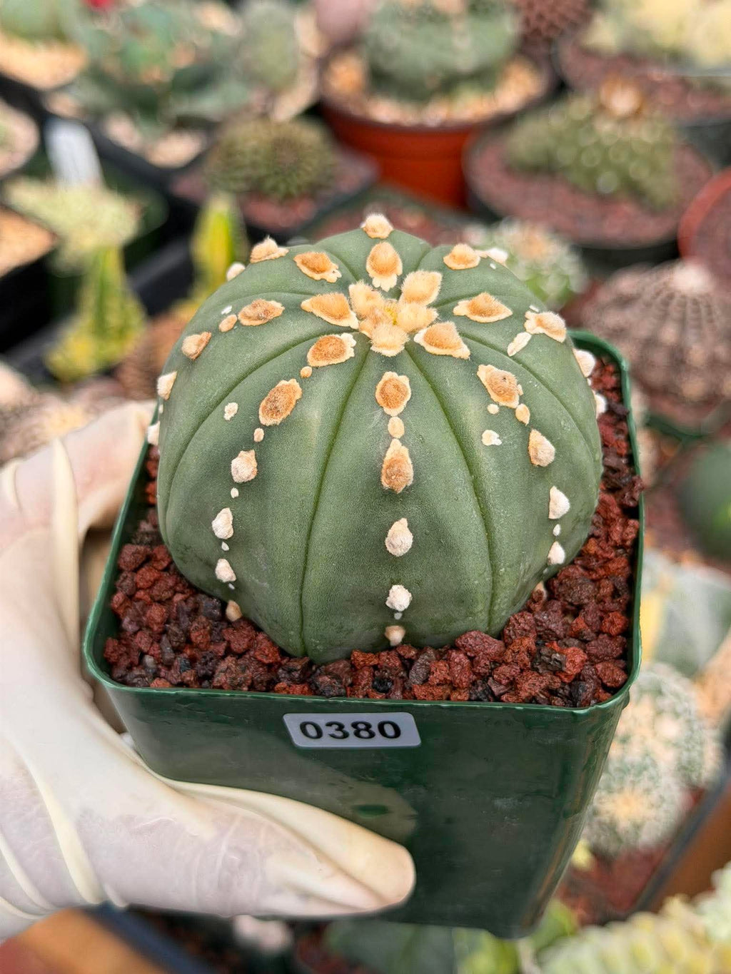 Astrophytum Asterias Line Form Cactus | Rare Seed Grown 3.25” Collector Plant in 3.5” Pot (#380)
