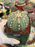 Astrophytum Asterias Line Form Cactus | Rare Seed Grown 3.25” Collector Plant in 3.5” Pot (#380)