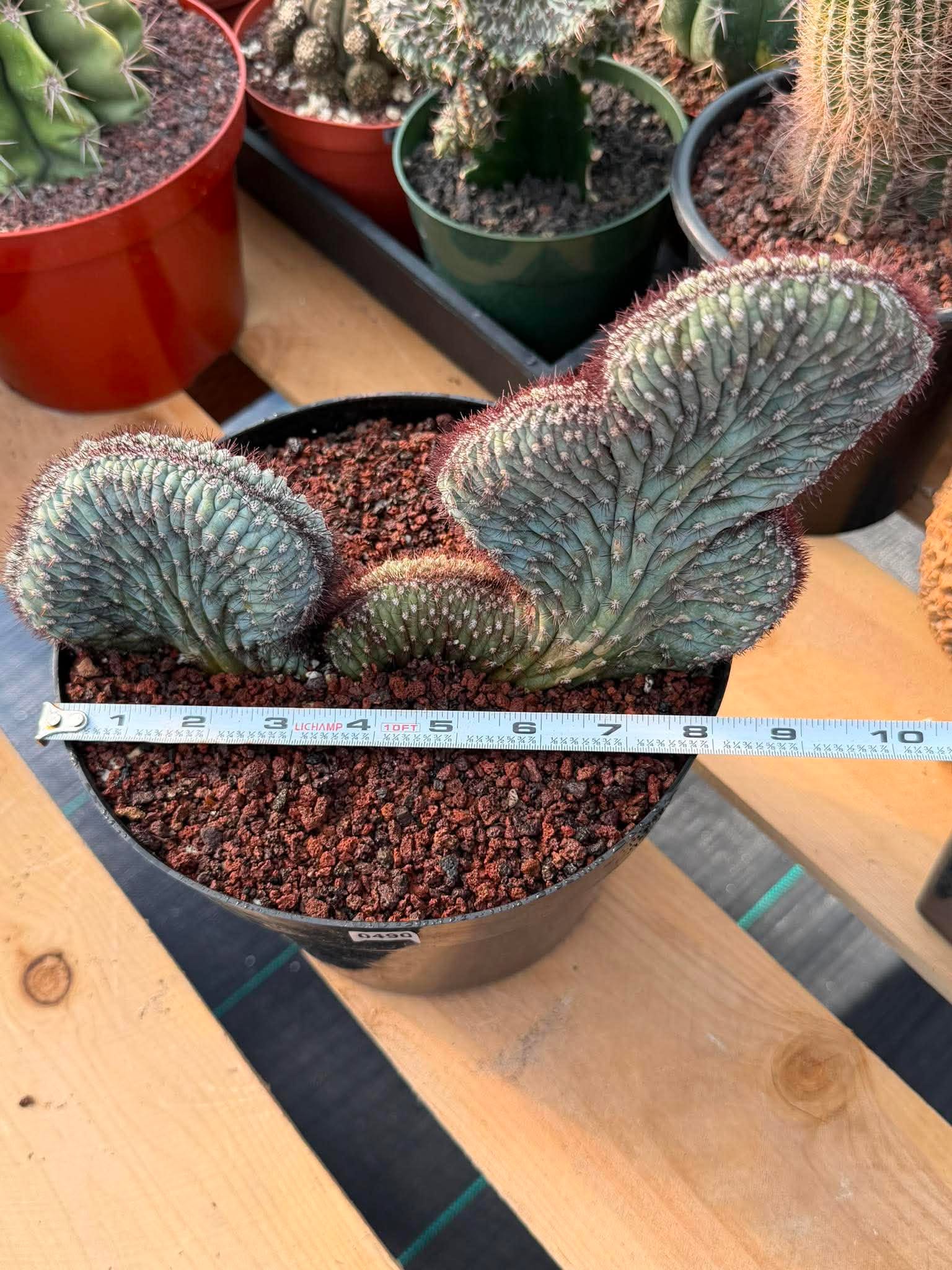 Crested Cipocereus Bradei #490 | Rare Blue Cactus | 9in Pot 6in Height Collector Succulent