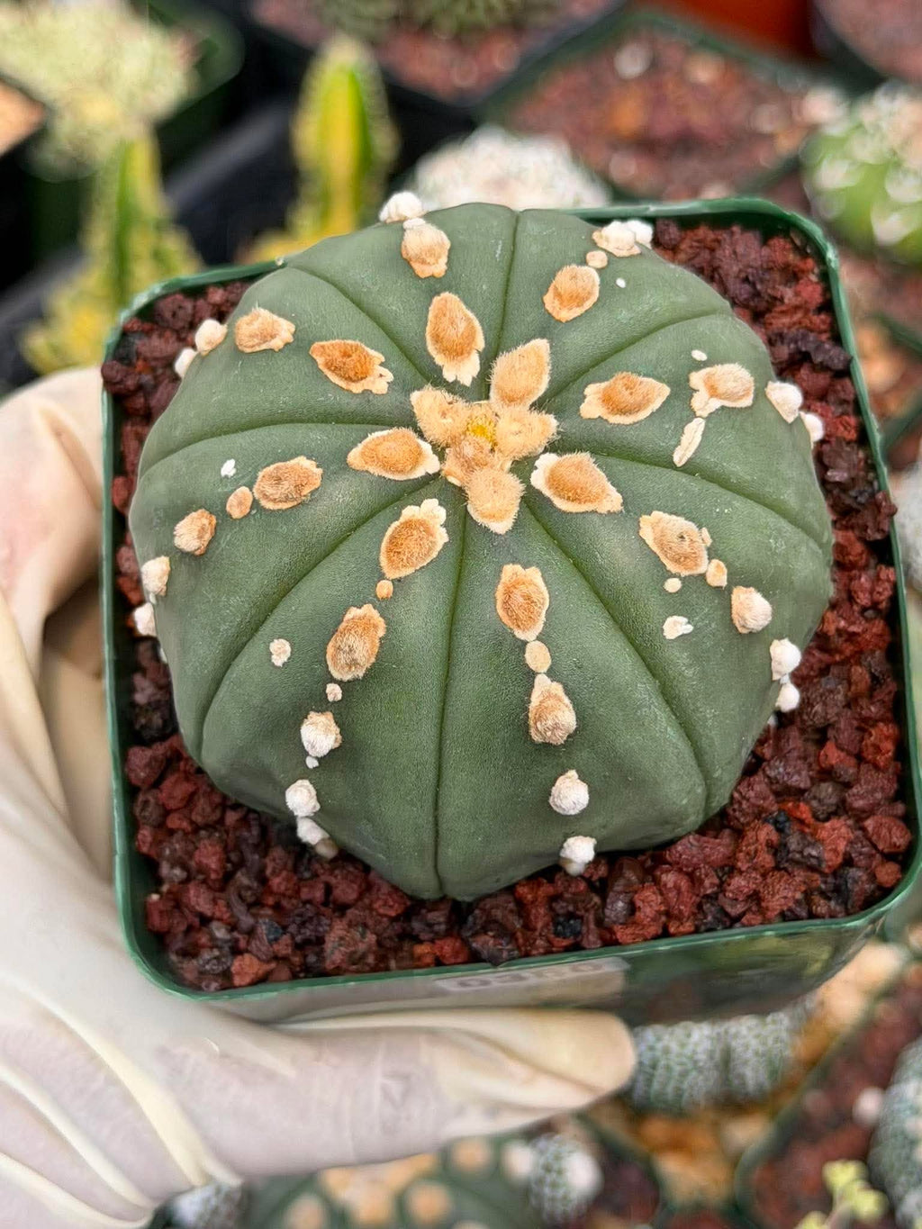 Astrophytum Asterias Line Form Cactus | Rare Seed Grown 3.25” Collector Plant in 3.5” Pot (#380)