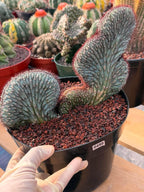 Crested Cipocereus Bradei #490 | Rare Blue Cactus | 9in Pot 6in Height Collector Succulent