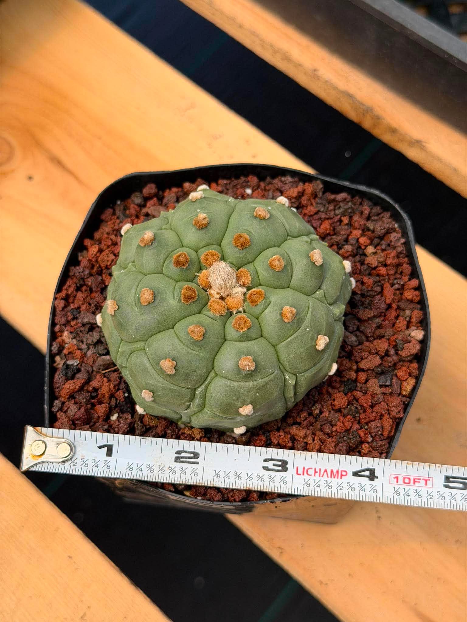 Astrophytum Kikko Turtle Form Cactus | Rare Seed Grown Succulent #491