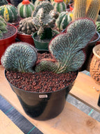 Crested Cipocereus Bradei #490 | Rare Blue Cactus | 9in Pot 6in Height Collector Succulent