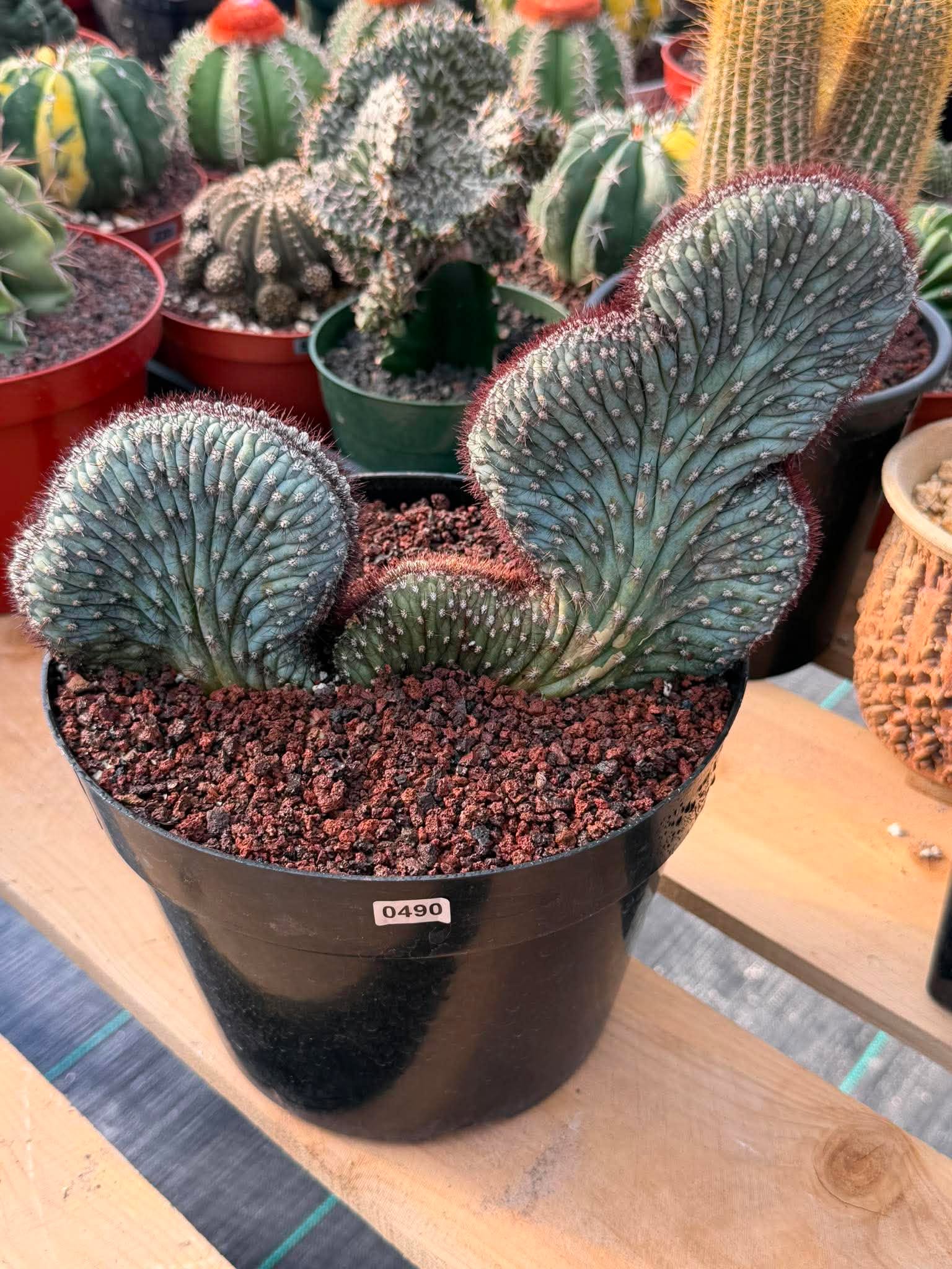 Crested Cipocereus Bradei #490 | Rare Blue Cactus | 9in Pot 6in Height Collector Succulent