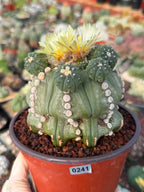 Astrophytum Rensii Cactus with Pups | Rare Seed Grown 6” Collector Plant in 6” Pot (#241)