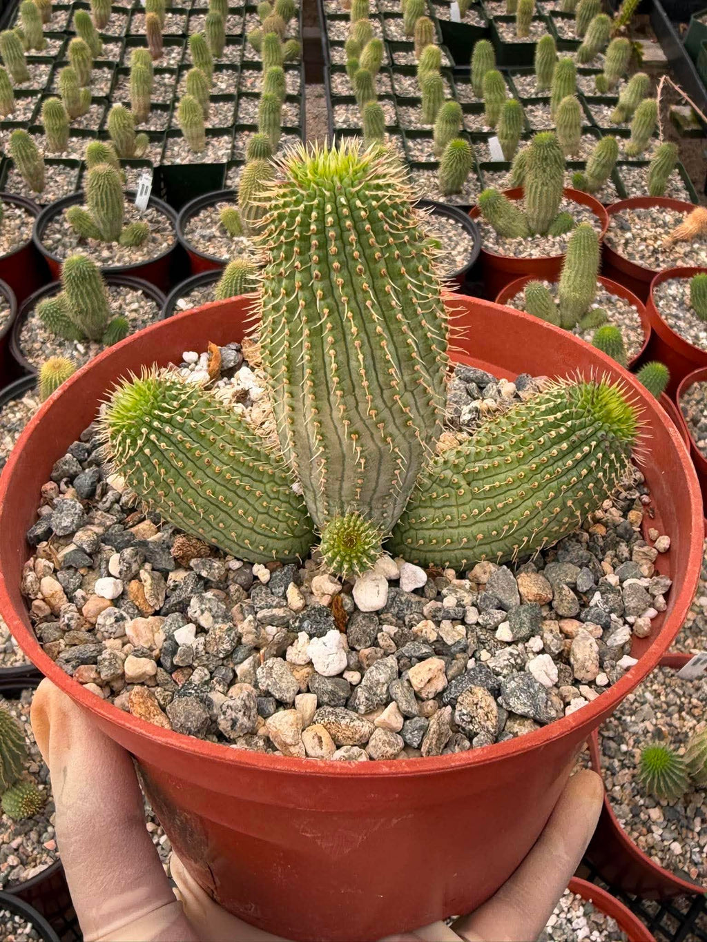 Hoodia Gordonii Cactus with Pups – Rare 6" Live Succulent | Collector's Specimen