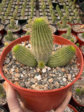 Hoodia Gordonii Cactus with Pups – Rare 6" Live Succulent | Collector's Specimen