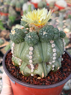 Astrophytum Rensii Cactus with Pups | Rare Seed Grown 6” Collector Plant in 6” Pot (#241)