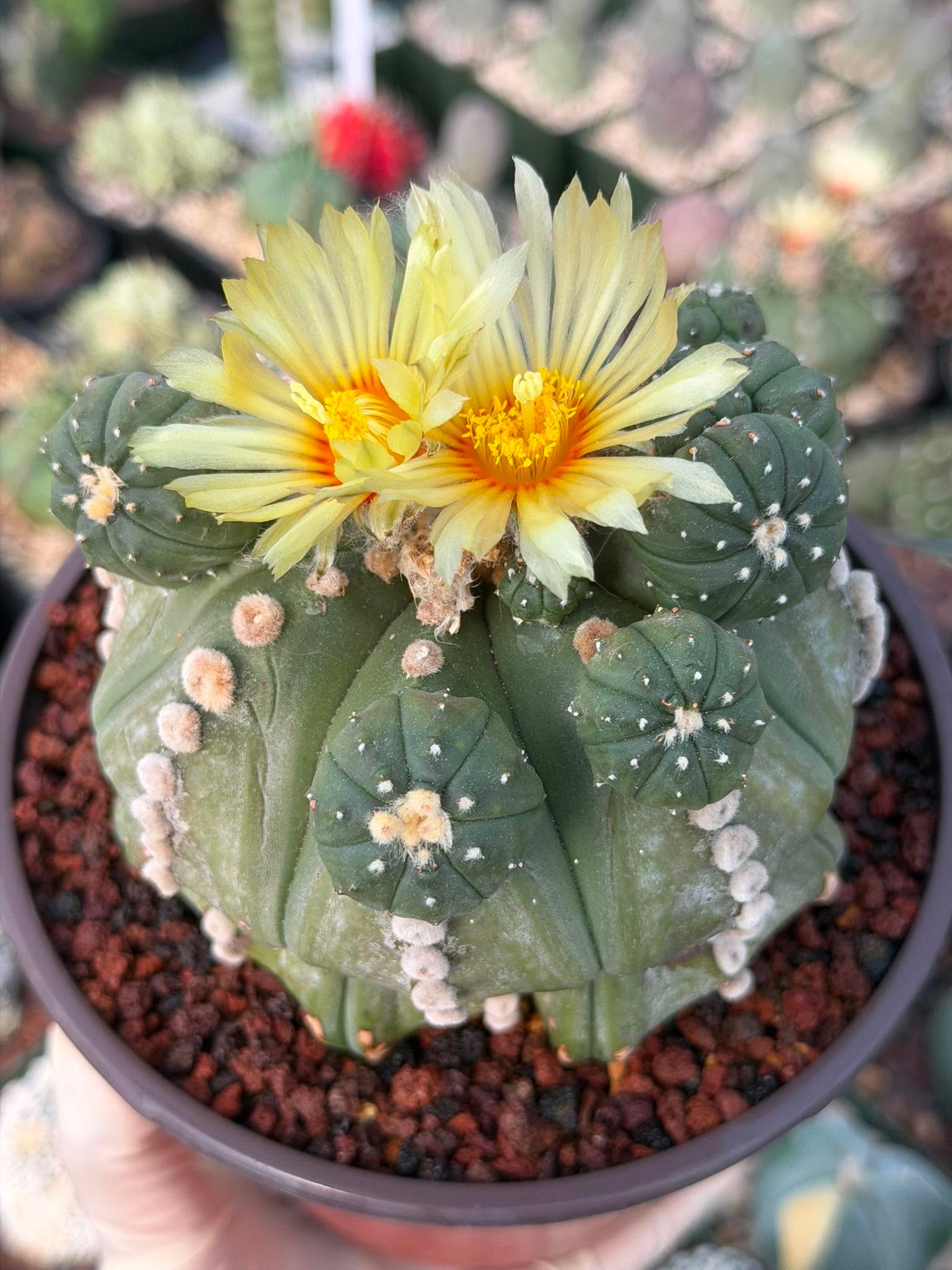 Astrophytum Rensii Cactus with Pups | Rare Seed Grown 6” Collector Plant in 6” Pot (#241)