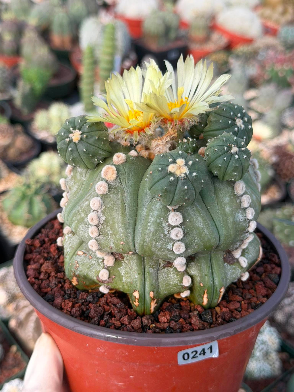 Astrophytum Rensii Cactus with Pups | Rare Seed Grown 6” Collector Plant in 6” Pot (#241)