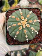 Astrophytum Asterias Line Form Cactus | Rare Seed Grown 3.25” Collector Plant in 3.5” Pot (#380)