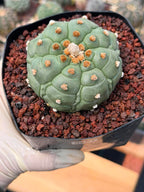 Astrophytum Kikko Turtle Form Cactus | Rare Seed Grown Succulent #491