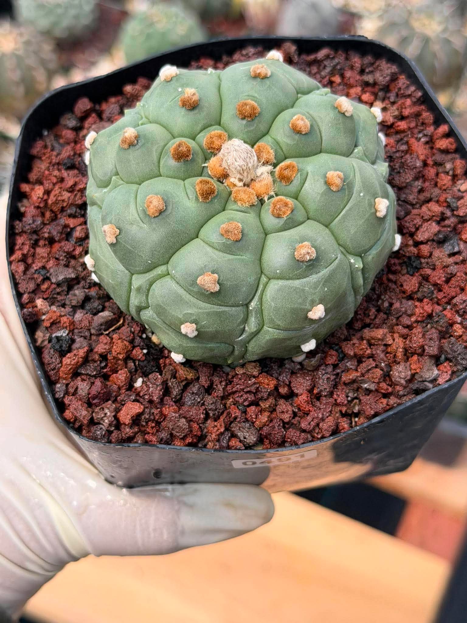 Astrophytum Kikko Turtle Form Cactus | Rare Seed Grown Succulent #491