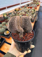 Setiechinopsis Mirabilis f. Cristata | Rare Crested Cactus #730 | 5″ Pot Collector’s Succulent Live Plant