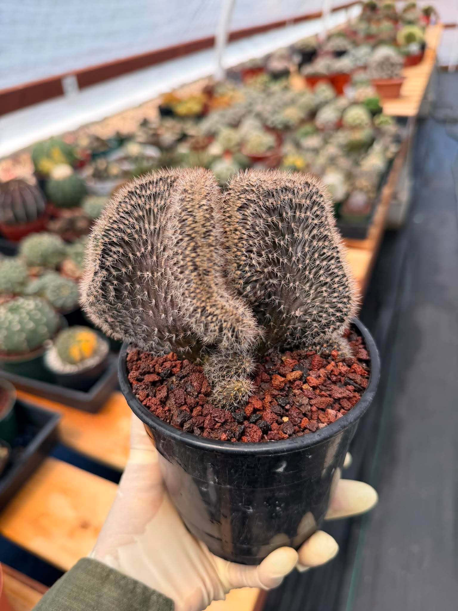 Setiechinopsis Mirabilis f. Cristata | Rare Crested Cactus #730 | 5″ Pot Collector’s Succulent Live Plant