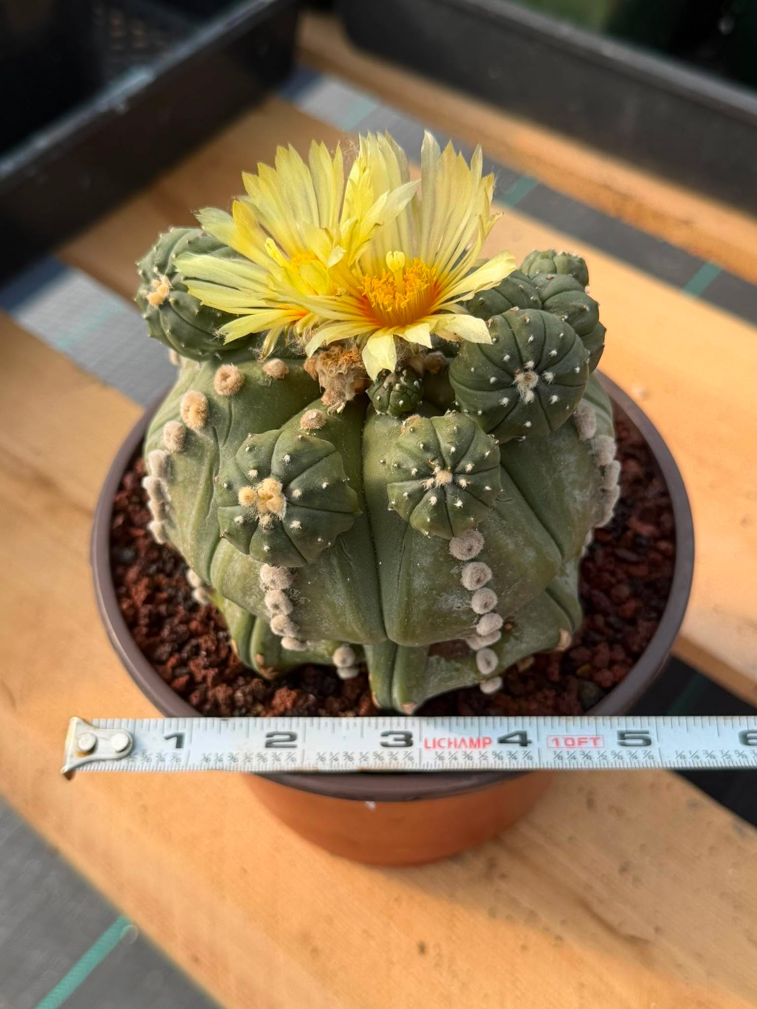 Astrophytum Rensii Cactus with Pups | Rare Seed Grown 6” Collector Plant in 6” Pot (#241)