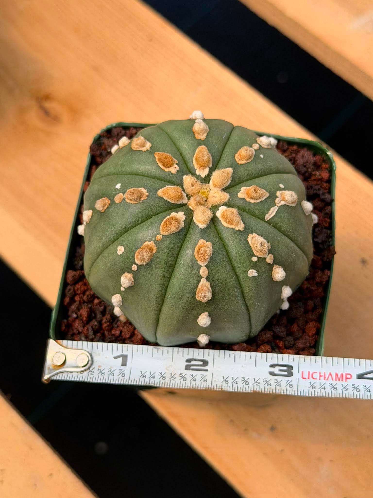 Astrophytum Asterias Line Form Cactus | Rare Seed Grown 3.25” Collector Plant in 3.5” Pot (#380)