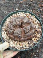 Dioscorea elephantipes #383 | Rare Seed Grown Caudex Succulent | 4″ Length & Width in 6″ Pot